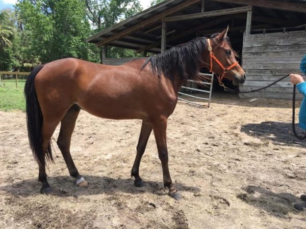 Ali Aswad SOE 2018 Bay Gelding