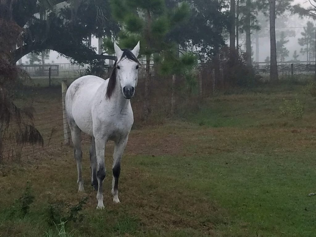 Zaed Al Shaqab 8 year old Arabian Gelding